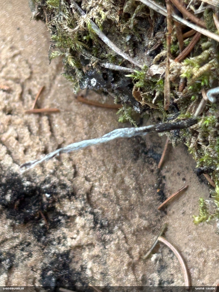 рожковидная ксилария