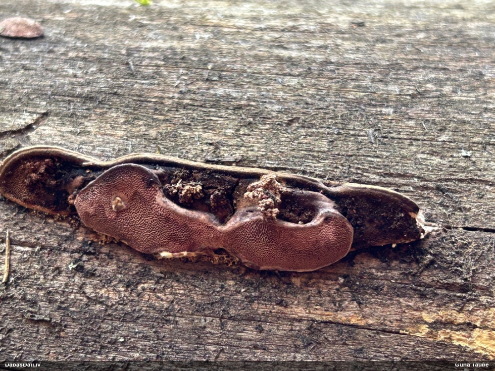 Rožainā apmalpiepe