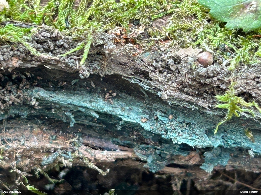 Zilzaļā hlorociborija