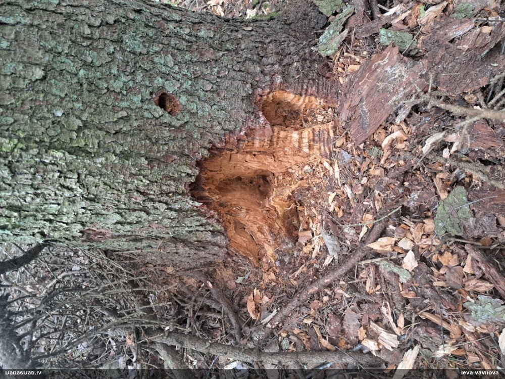 черный дятел