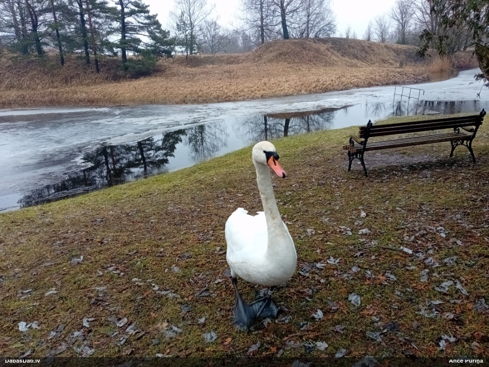 лебедь-шипун