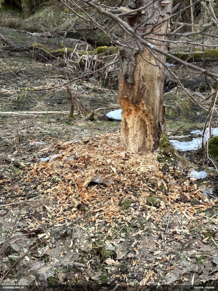 черный дятел