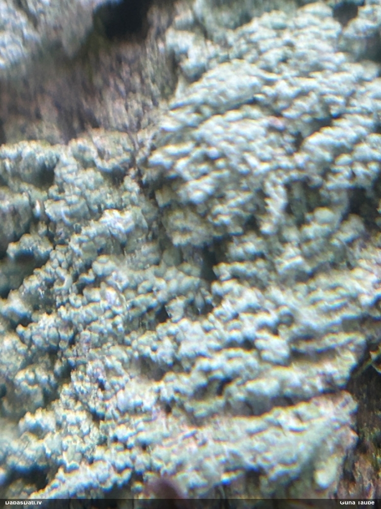 Ķērpis (nenoteikts)