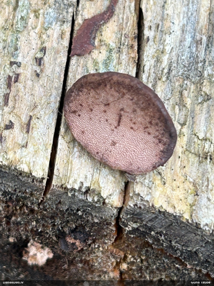 Rožainā apmalpiepe