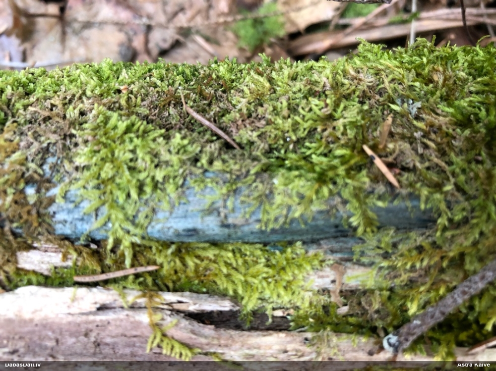 Zilzaļā hlorociborija