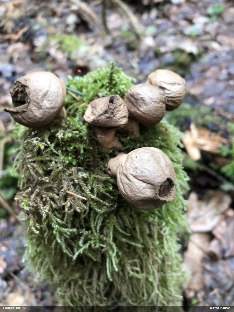 грушевидный дождевик