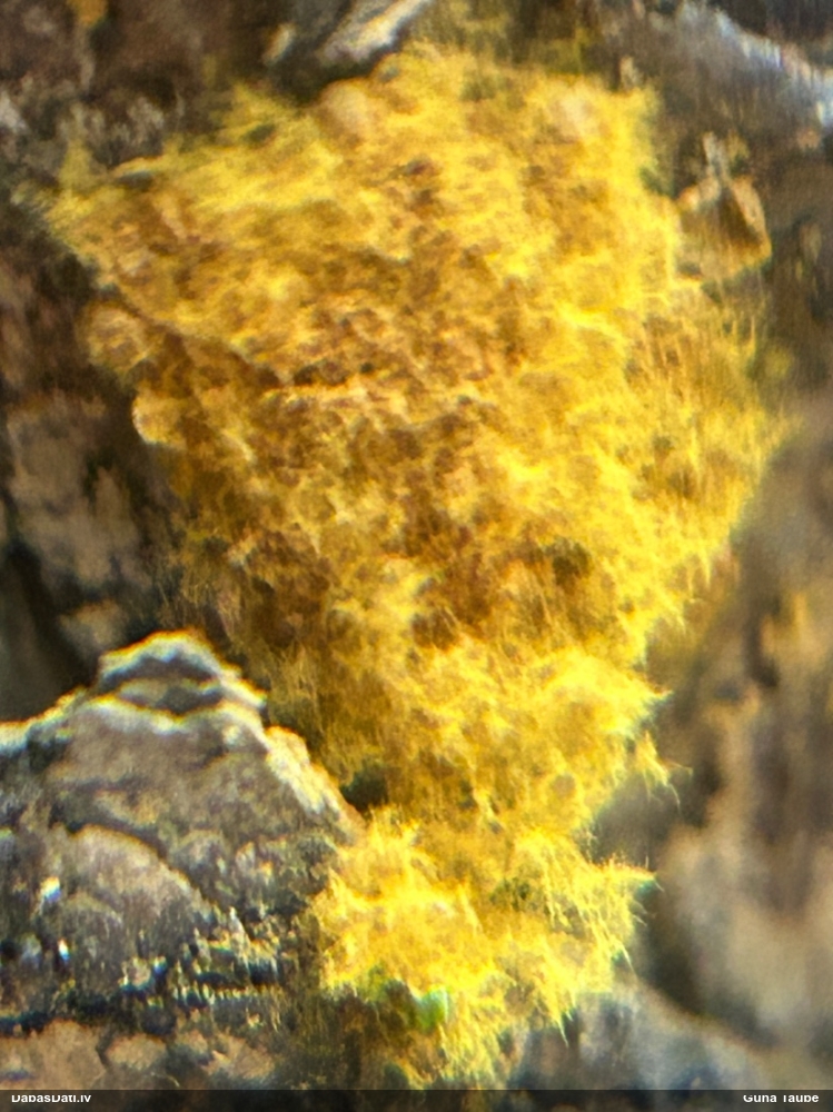 Pilienīšu dzimtas gļotsēne (nenoteikta)