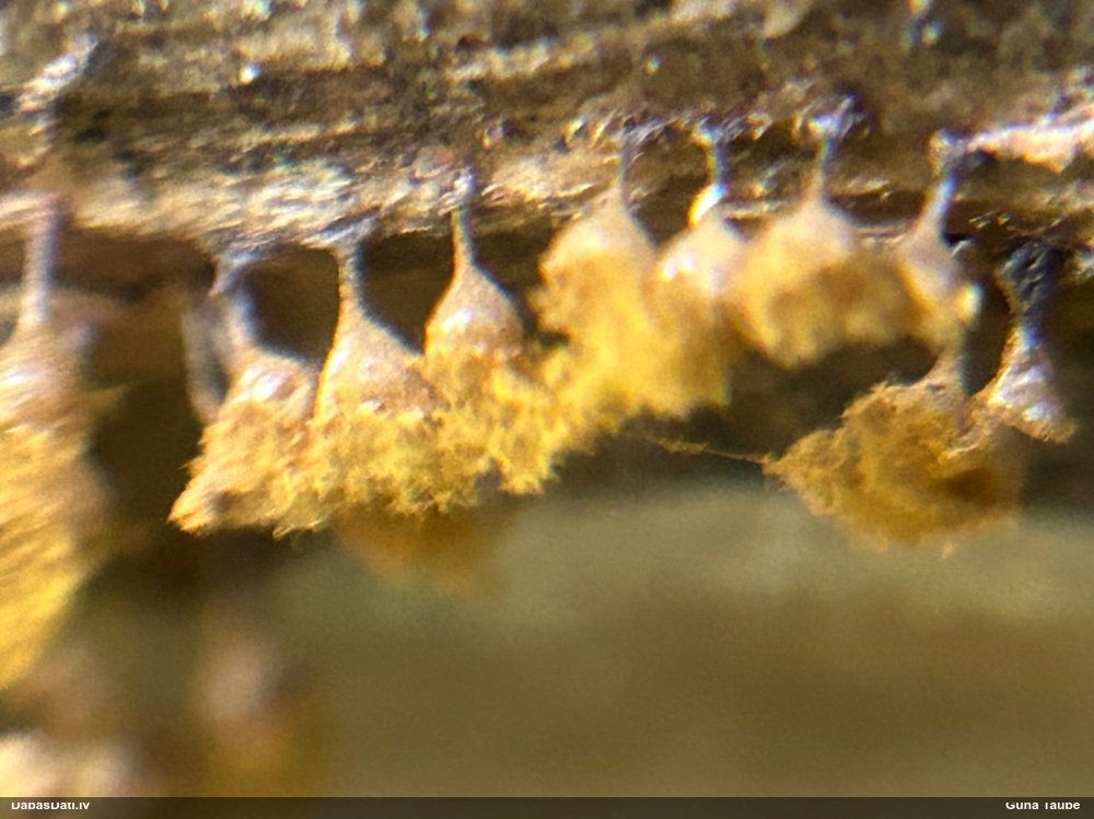 Trihija, hemitrihija (nenoteikta)