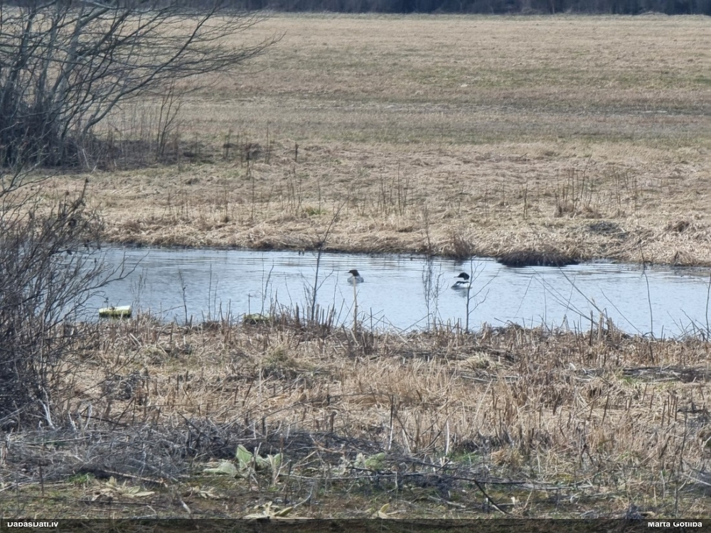 большой крохаль