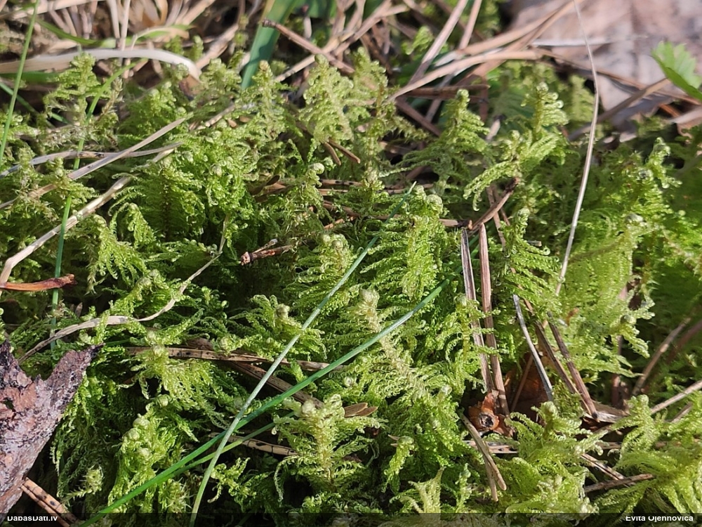 Parastā straussūna