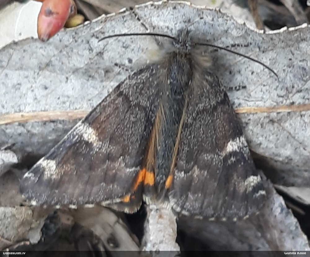 Bērzu pavasarsprīžmetis