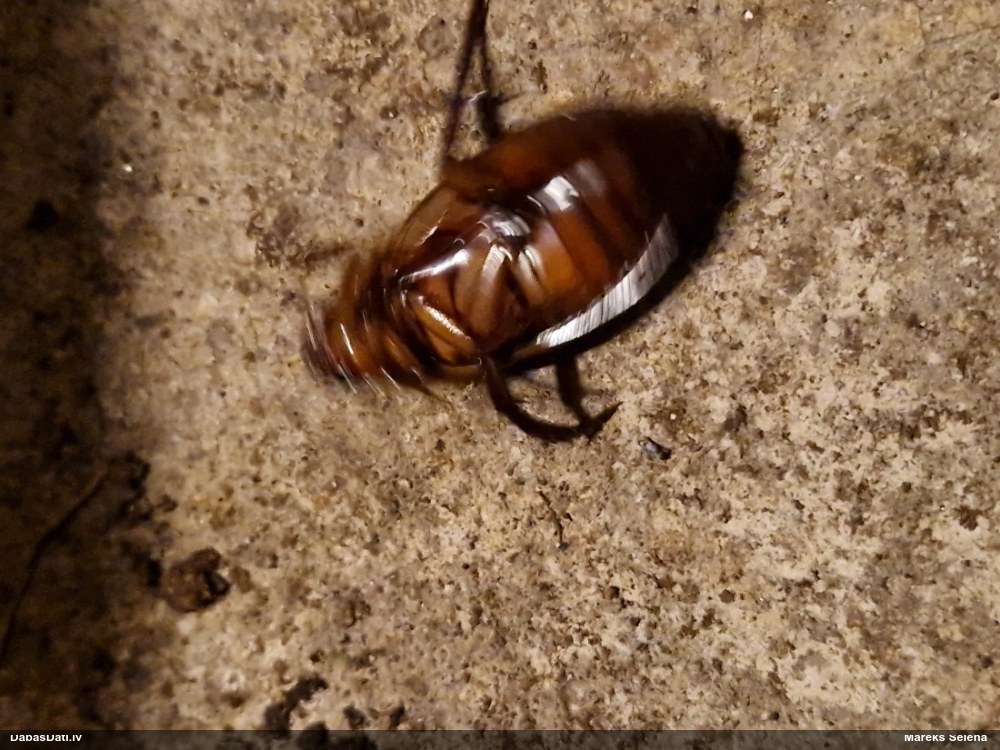 Airvabole Dytiscus dimidiatus