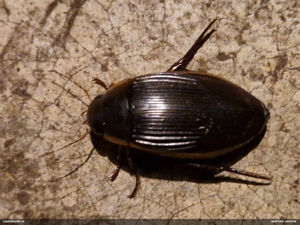 Airvabole Dytiscus dimidiatus