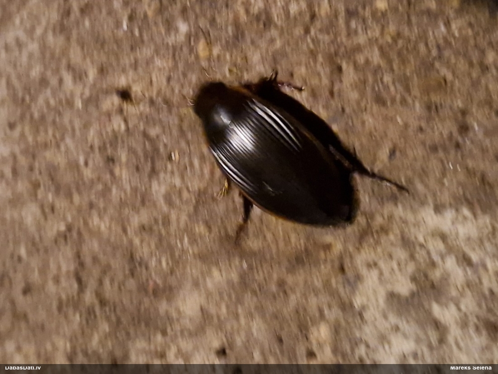 Airvabole Dytiscus dimidiatus