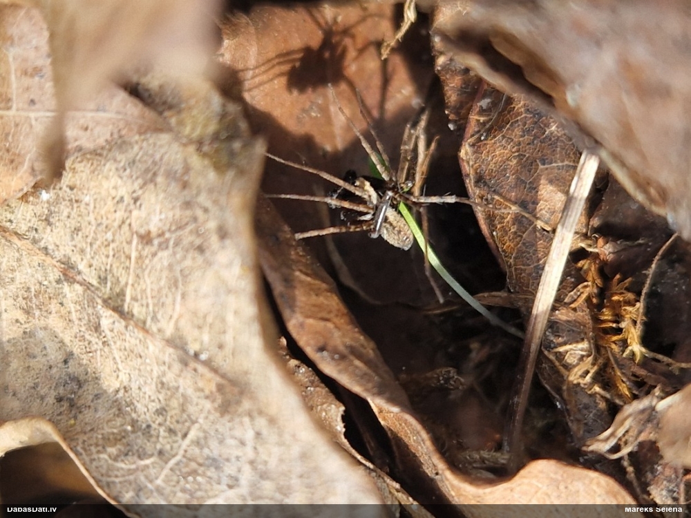 Vilkzirneklis (nenoteikts)