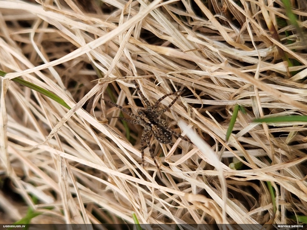 Vilkzirneklis Pardosa amentata