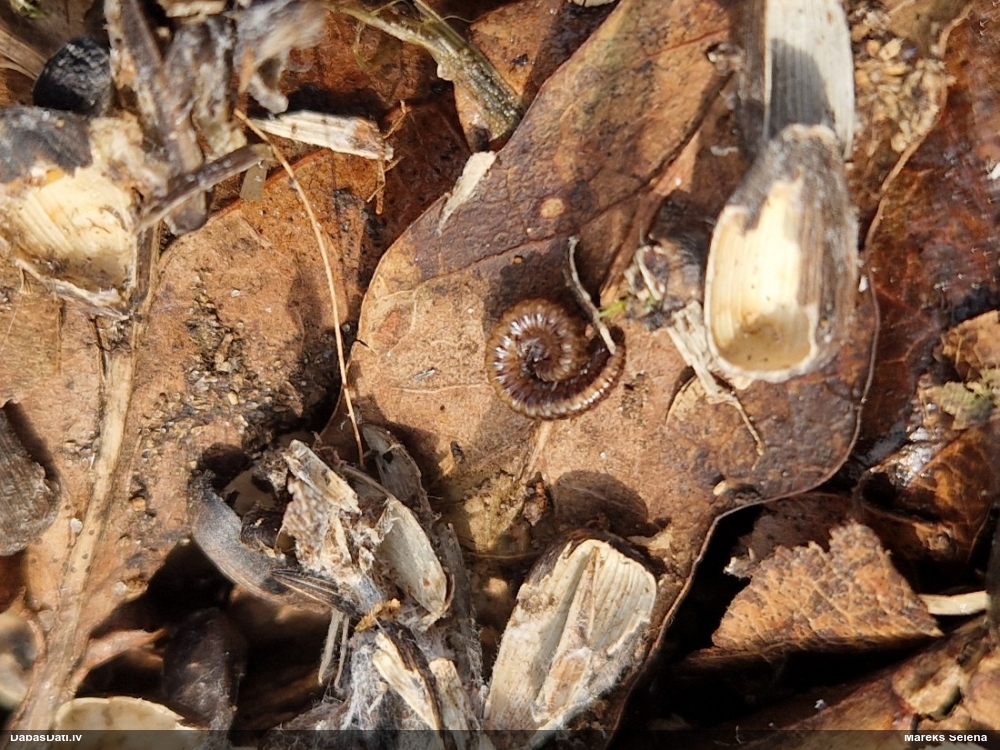 Tūkstoškājis (nenoteikts)