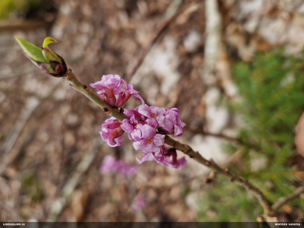 волчеягодник обыкновенный