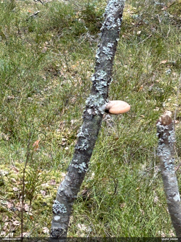 березовый Трутовик