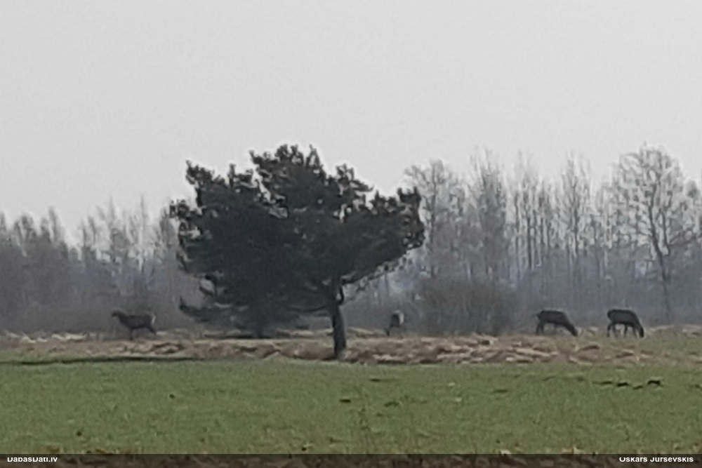 благородный олень