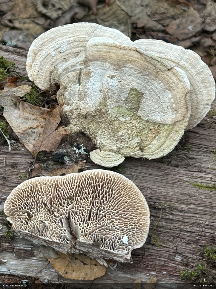 Дубовая губка