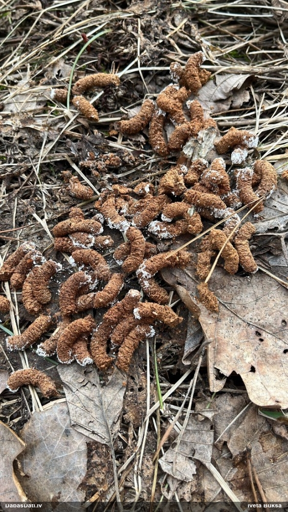 серая куропатка