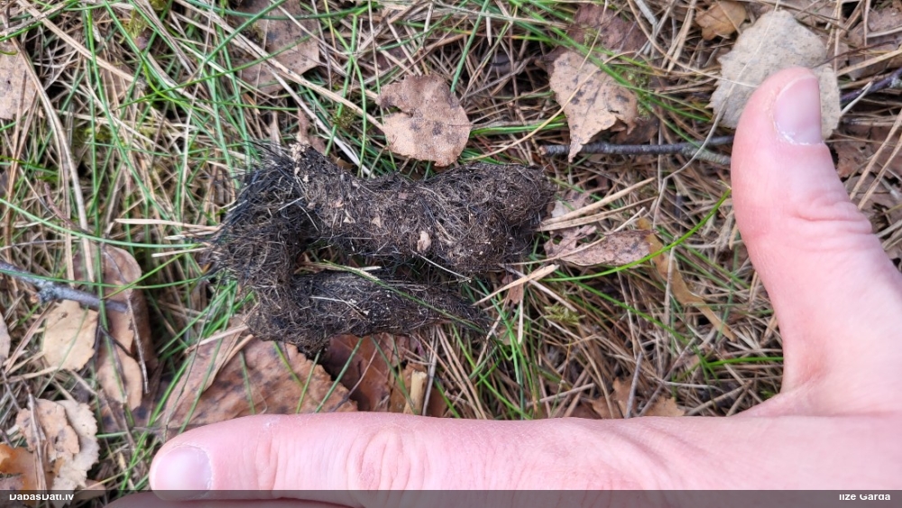 Zīdītājs (nenoteikts)