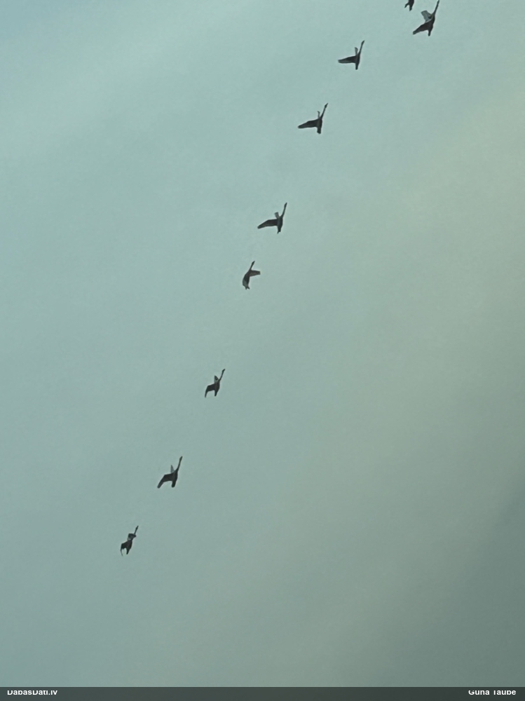 лебедь-кликун