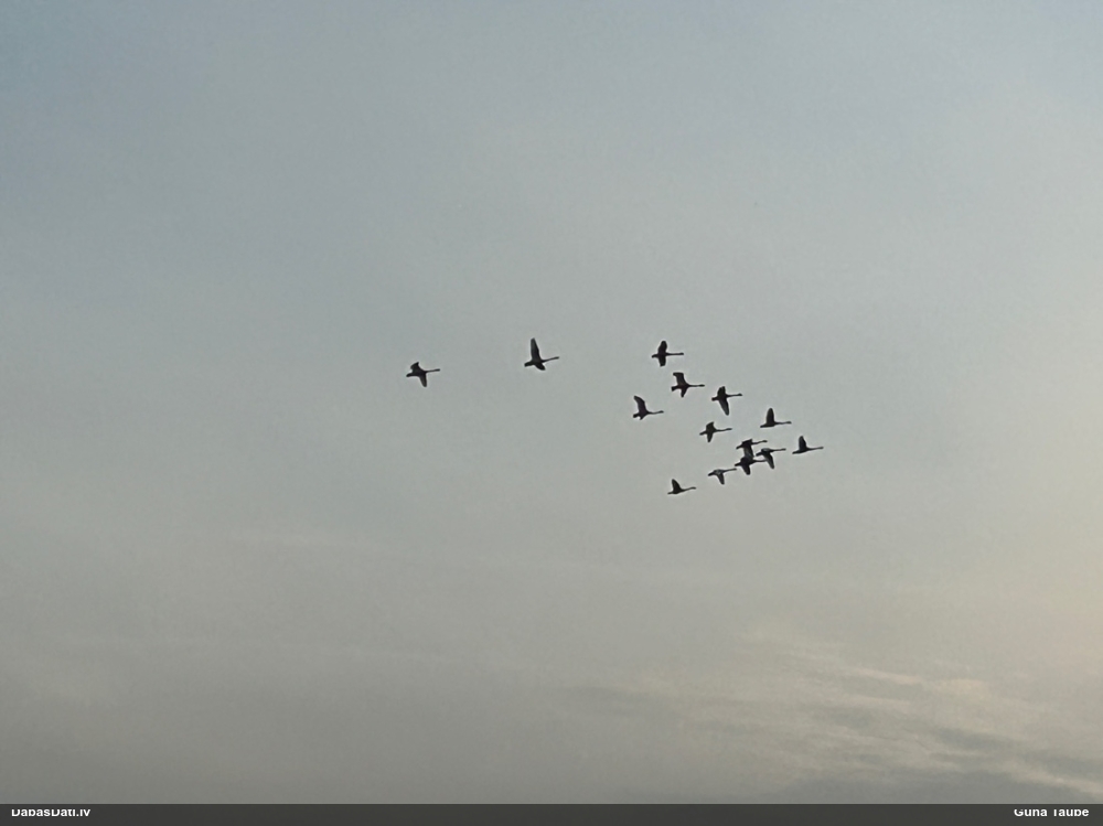 лебедь-кликун