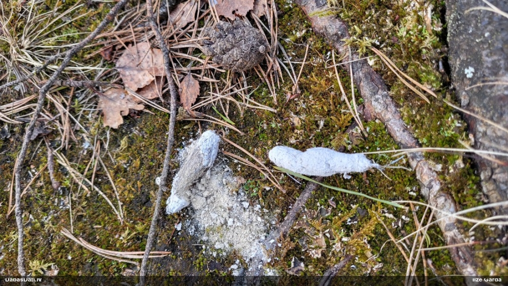 Zīdītājs (nenoteikts)