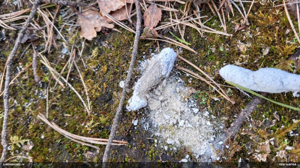 Zīdītājs (nenoteikts)