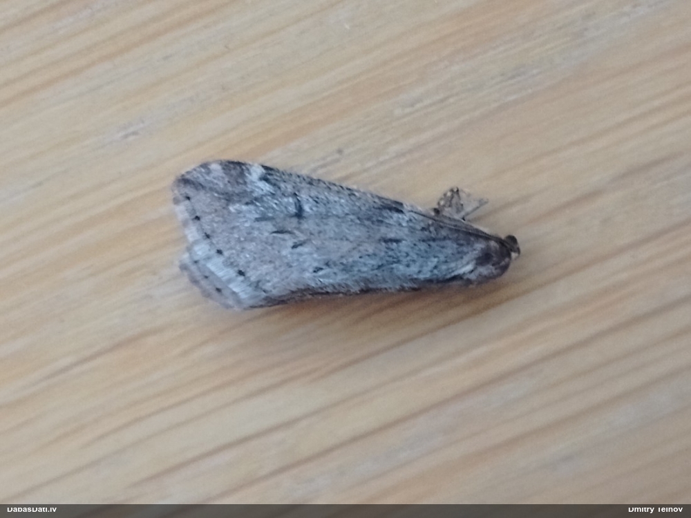 Zirgkastaņu sprīžmetis