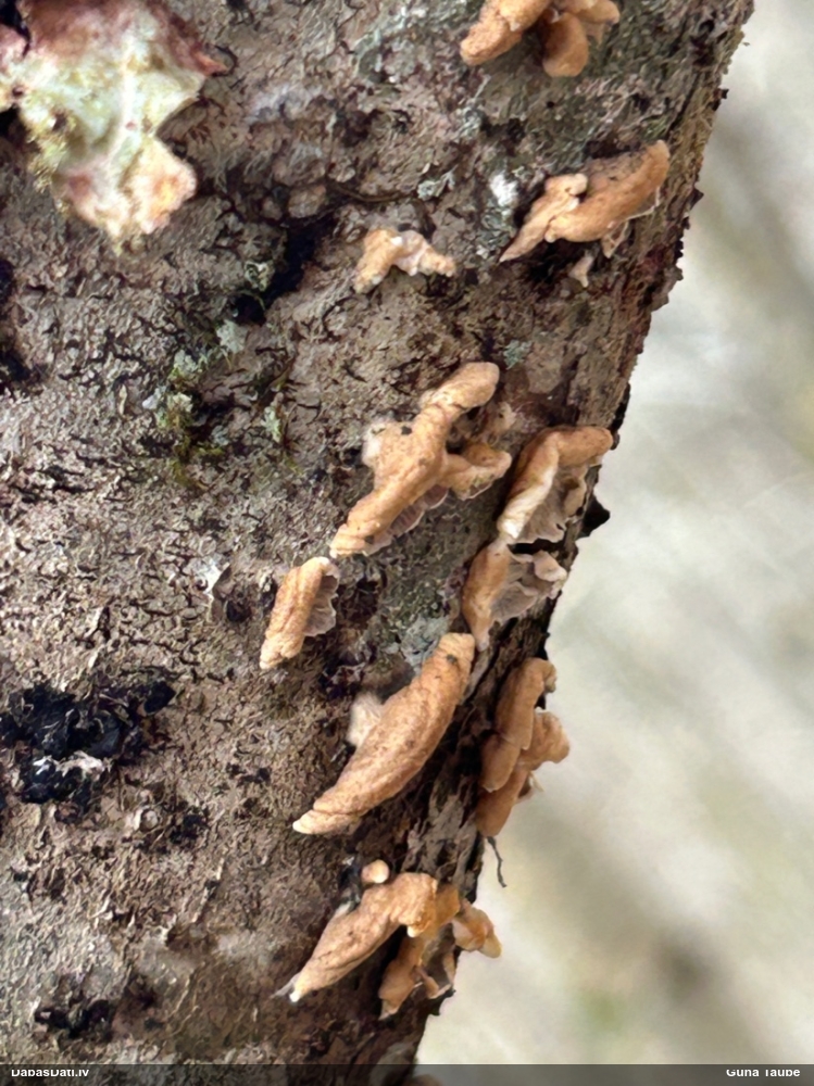 Cirtainā kroklapīte