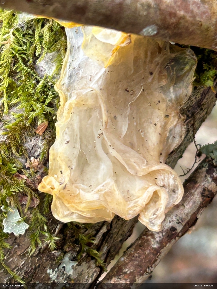 оранжевая, пленчатая дрожалка