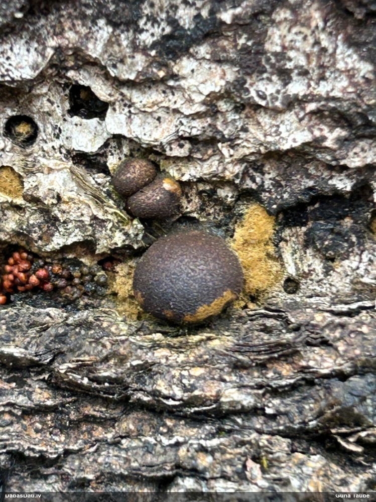 Koksnes vilkpienaine