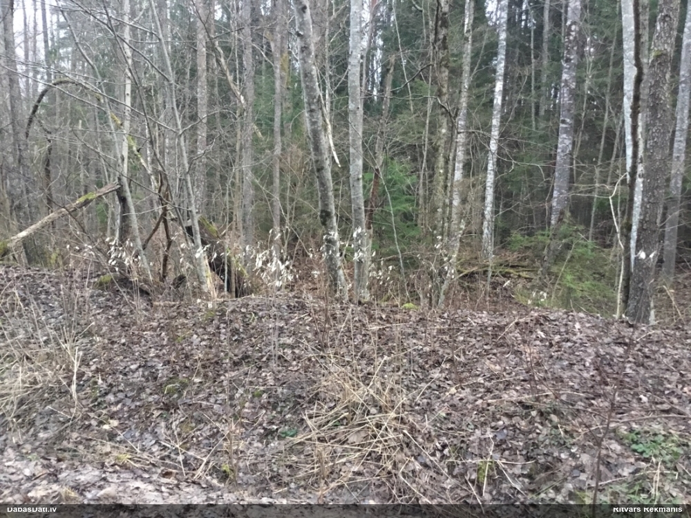 лунник многолетний