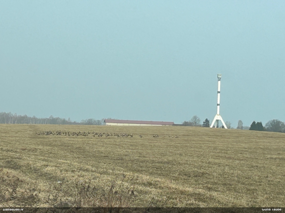 белощекая казарка