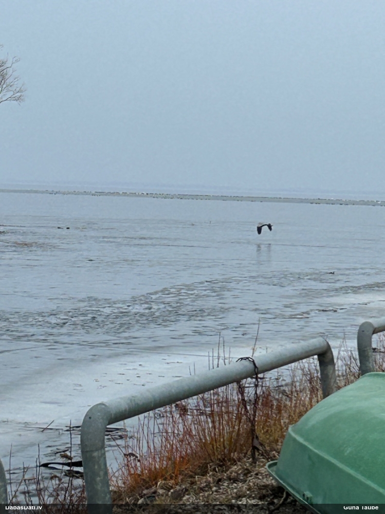 серая цапля