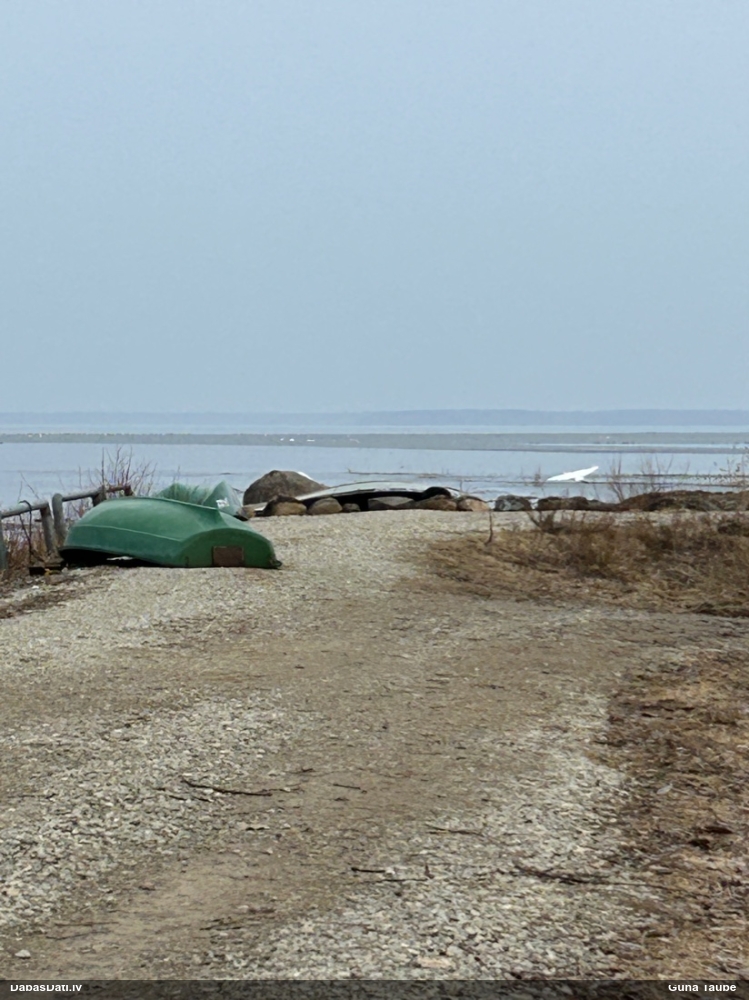 большая белая чяпля