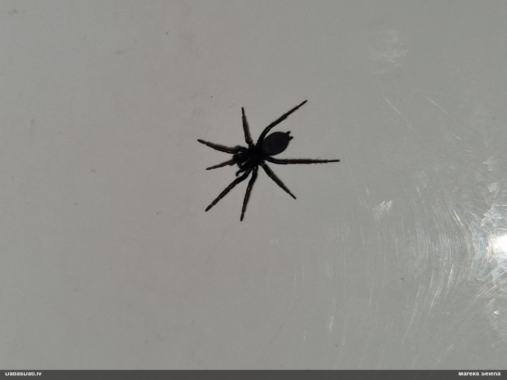 Zirneklis (nenoteikts)