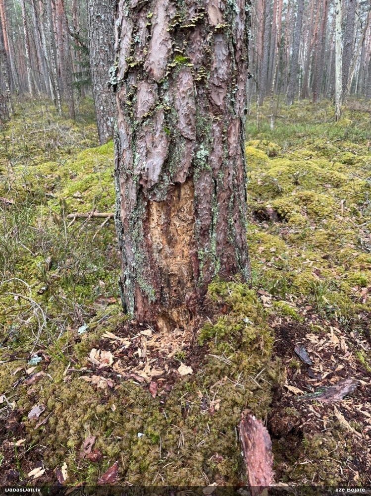 черный дятел