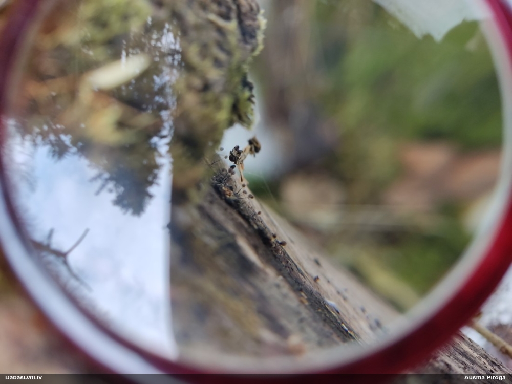 Komatrihija (nenoteikta)