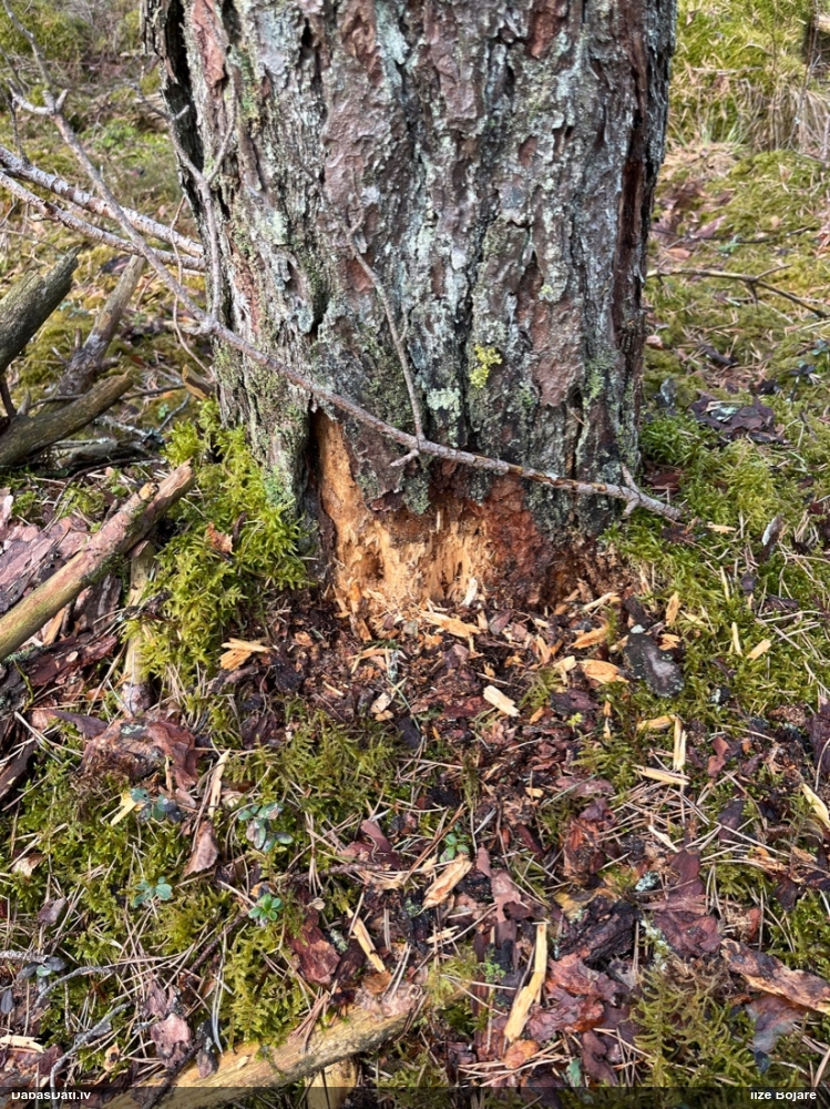 черный дятел