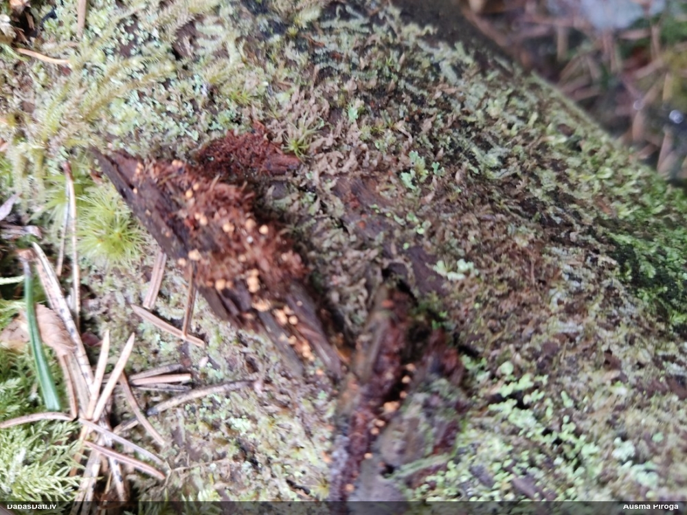 Kribrārija (nenoteikta)