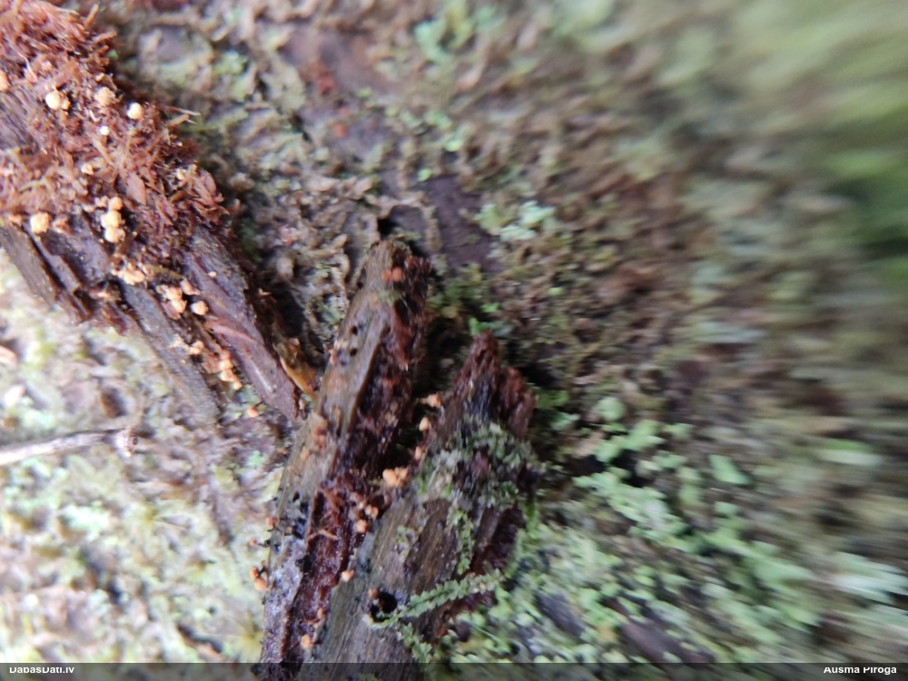 Kribrārija (nenoteikta)