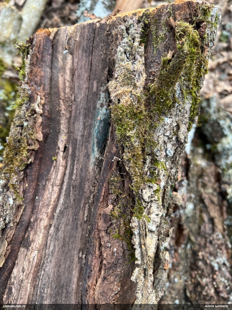 Zilzaļā hlorociborija