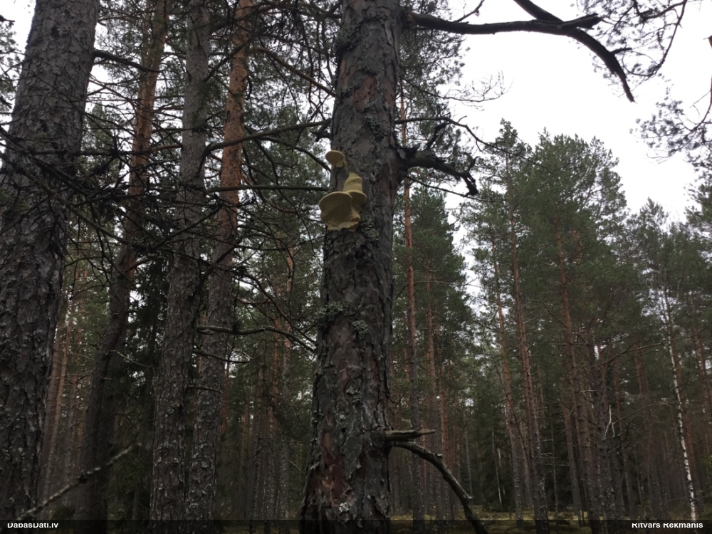 Iedzeltenā diplomitopore