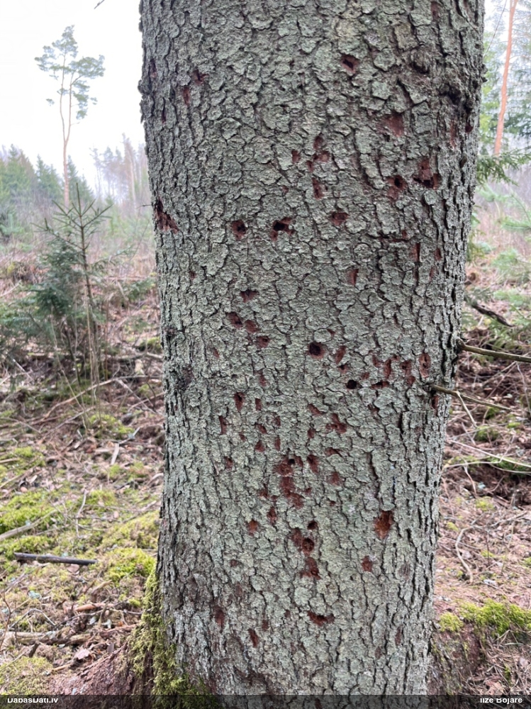 трехпалый дятел