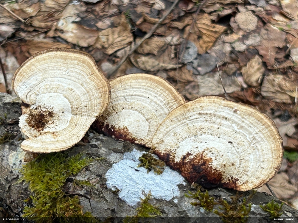 Parastā labirintpiepe