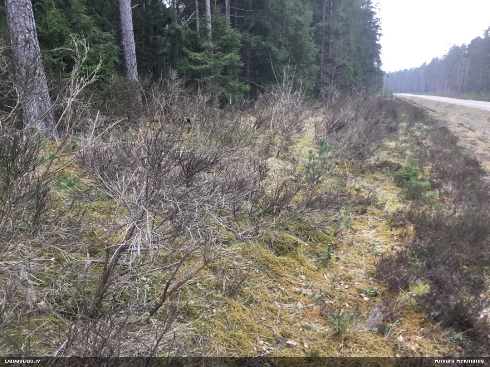 саротамнус метлистый